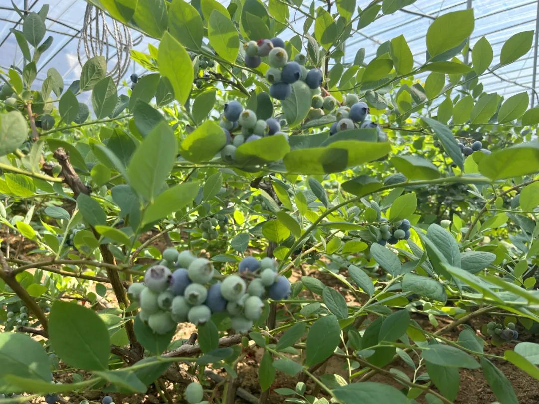 蓝莓3.jpg 蓝莓3.jpg