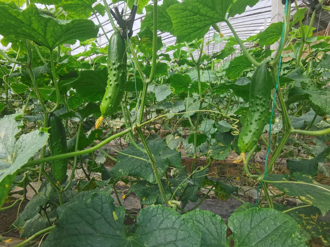 黄瓜11.jpg