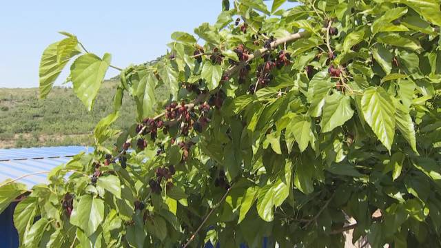 采摘节2.jpg 采摘节2.jpg