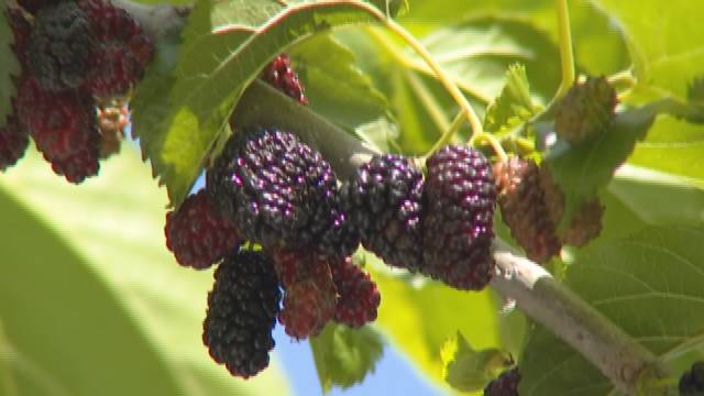 采摘节3.jpg 采摘节3.jpg