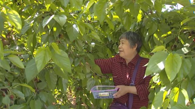 采摘节4.jpg 采摘节4.jpg