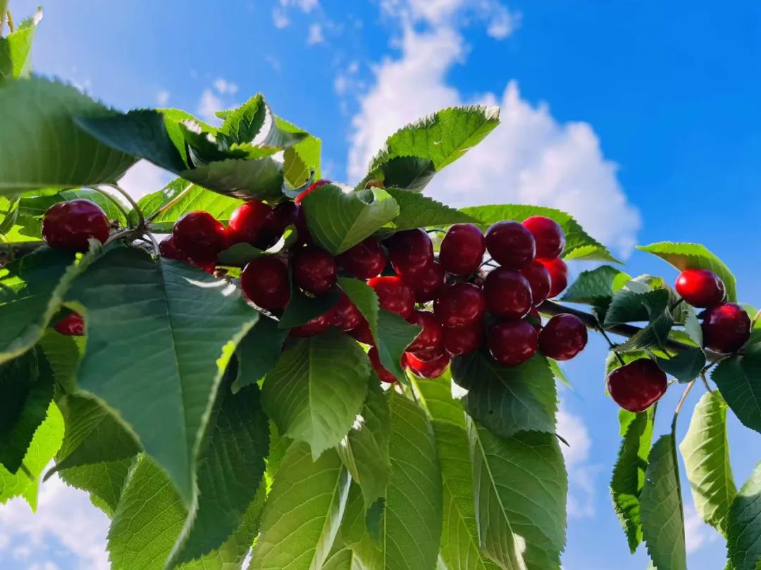 樱桃熟了1.jpg 樱桃熟了1.jpg