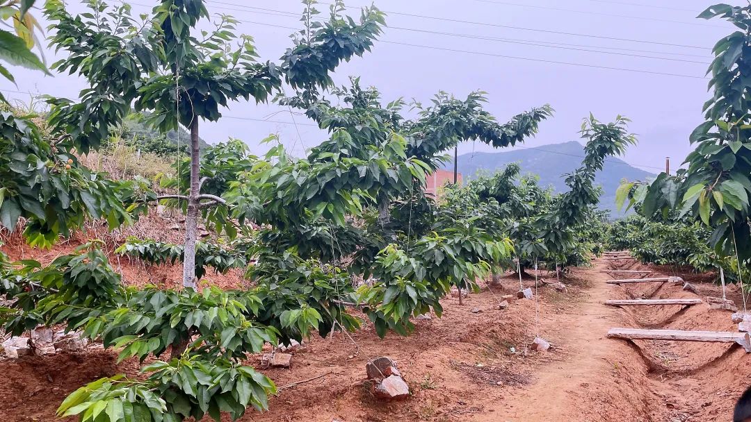 樱桃熟了2.jpg 樱桃熟了2.jpg