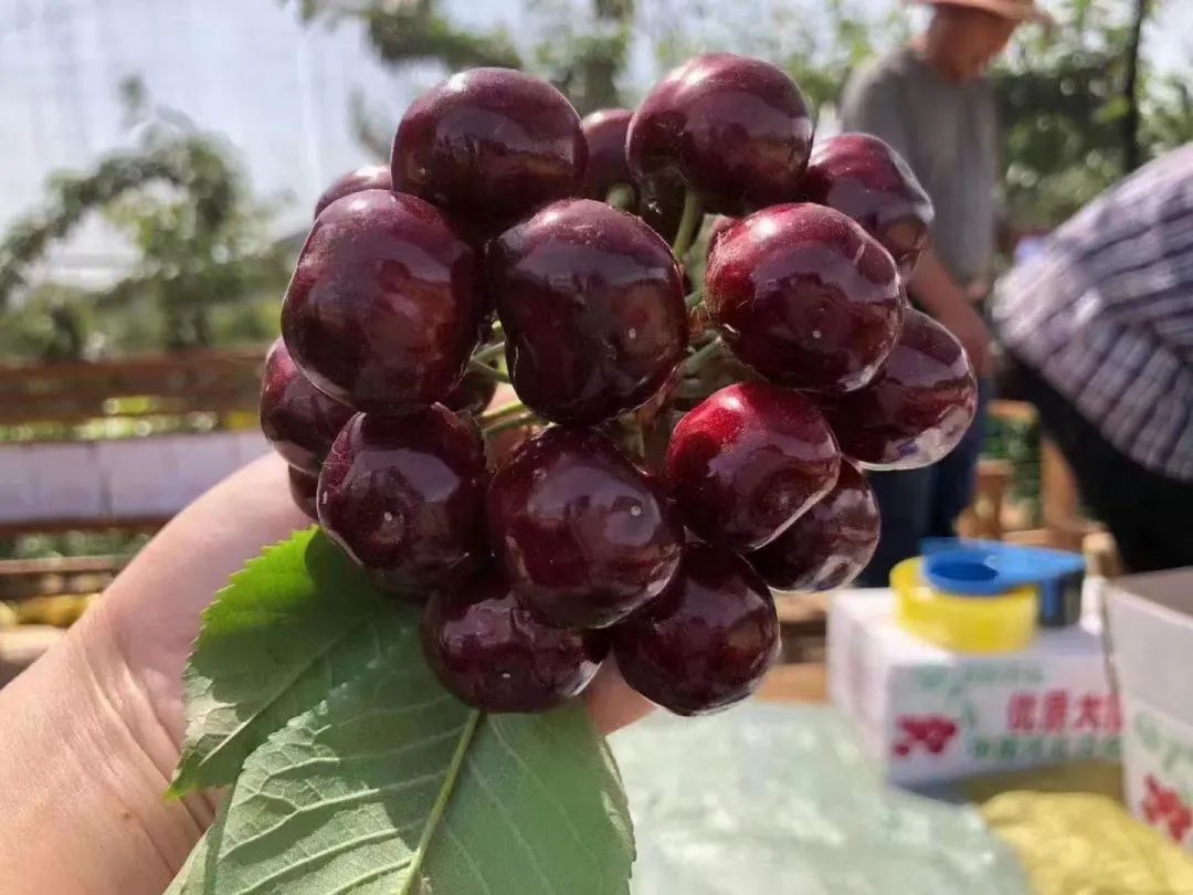 樱桃熟了3.jpg 樱桃熟了3.jpg