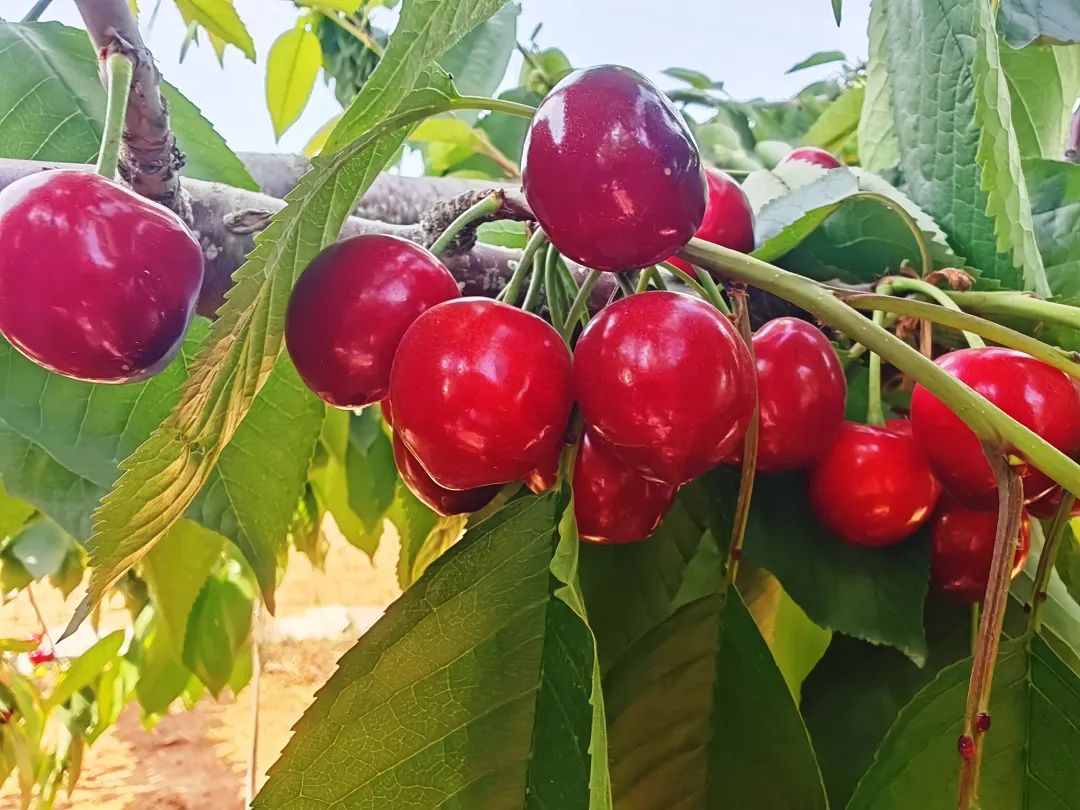 樱桃熟了4.jpg 樱桃熟了4.jpg