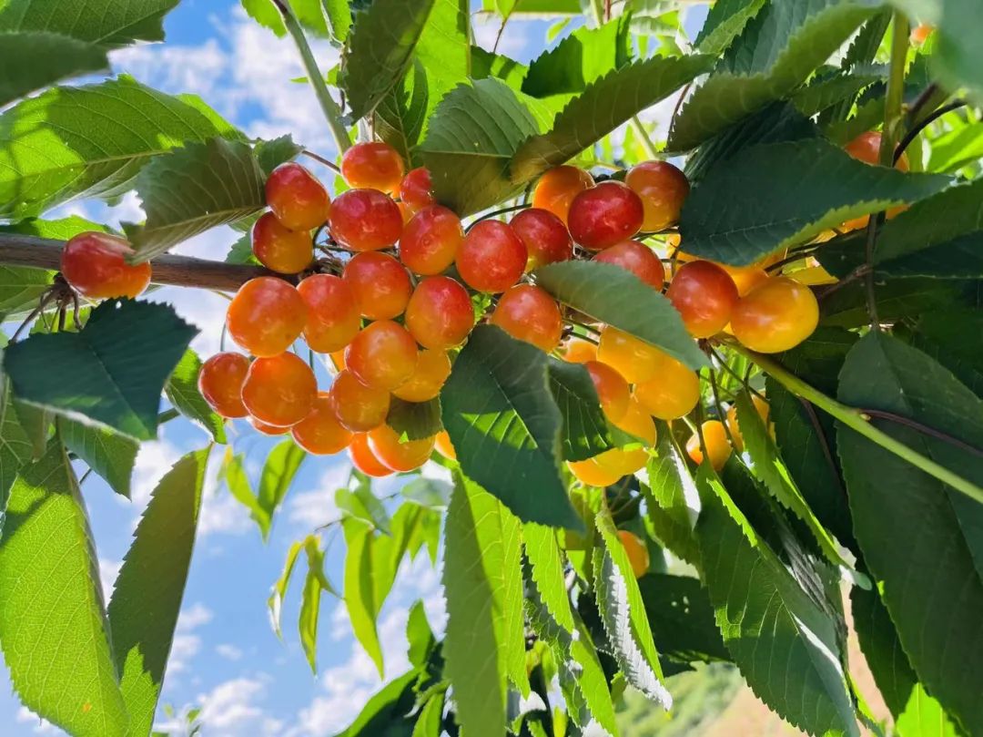 樱桃熟了7.jpg 樱桃熟了7.jpg