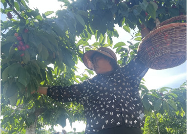 樱桃熟了5_副本.jpg 樱桃熟了5_副本.jpg