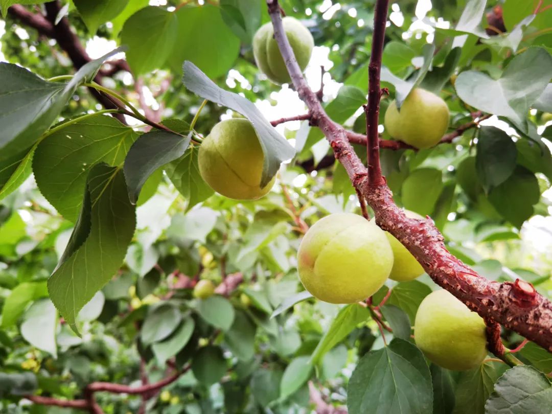 杏熟了3.jpg