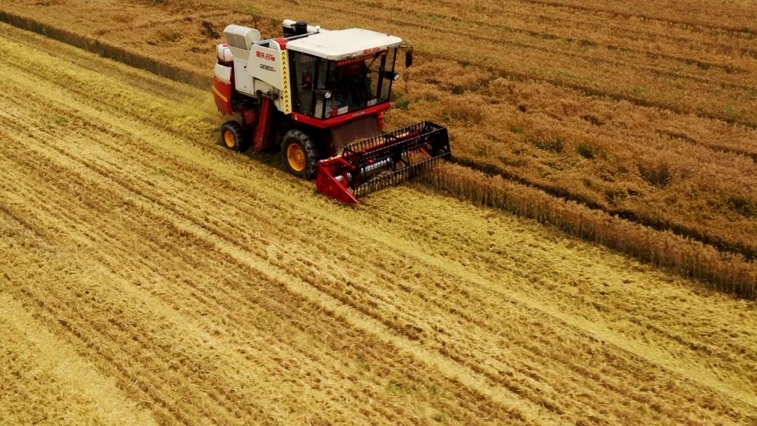 麦收1.jpg