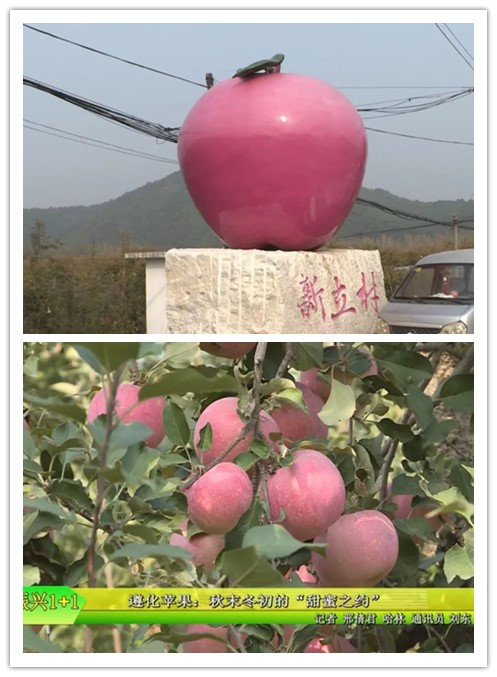 新立苹果1.jpg 新立苹果1.jpg
