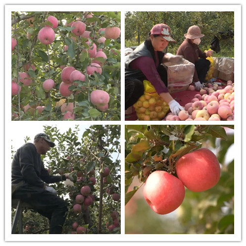 新立苹果2.jpg 新立苹果2.jpg