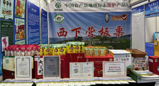 西下营板栗2.jpg 西下营板栗2.jpg