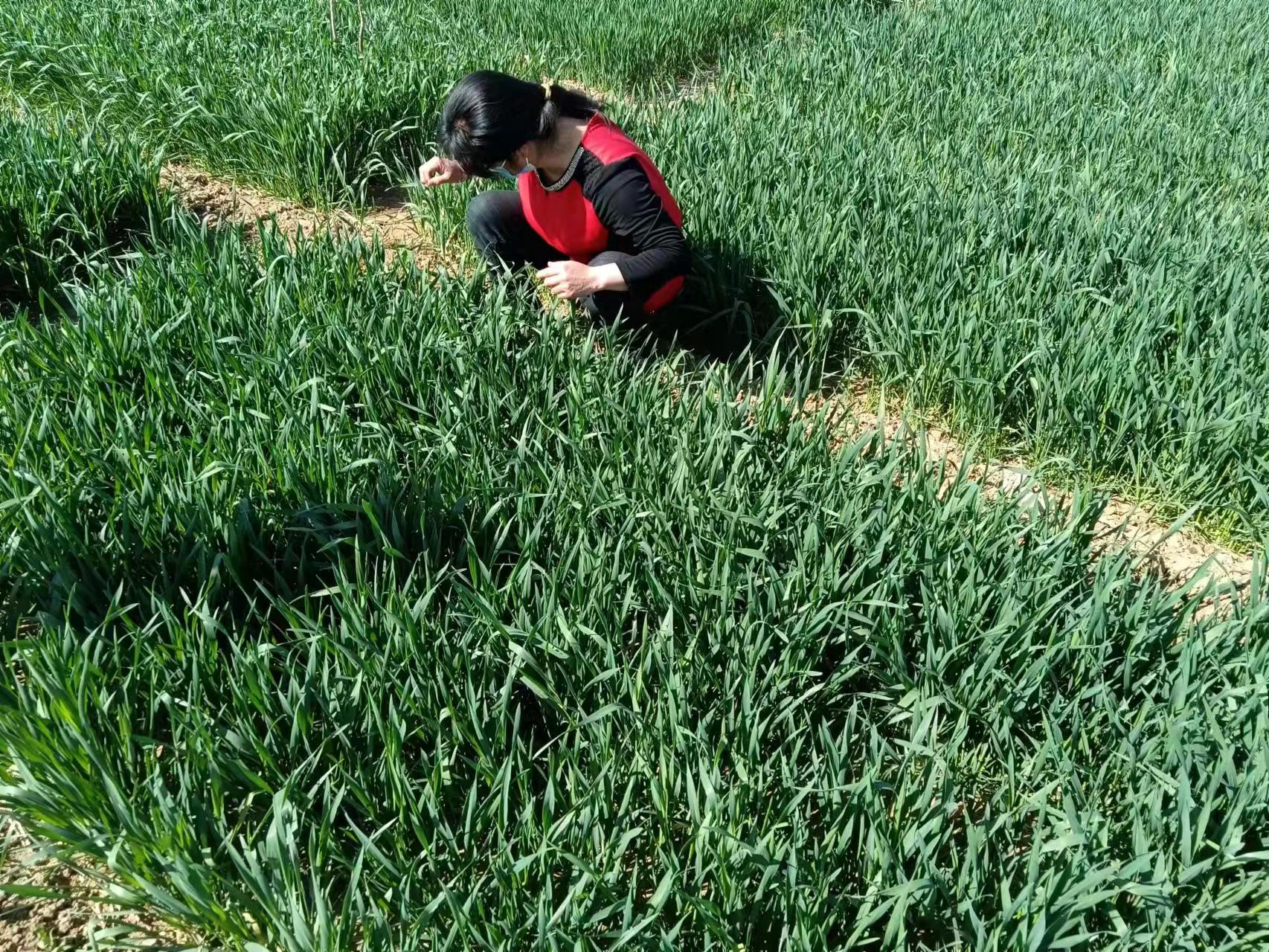 遵化市农业农村局植保植检站进行苹果蠹蛾诱捕器布设工作