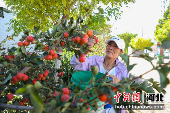 在滦南县青坨营镇西水清庄村，村民正忙着采收山楂。 刘兰伟 摄