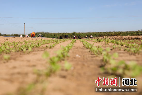 在滦南县青坨营镇西水清庄村，村民们正忙着管护香菜。 刘兰伟 摄